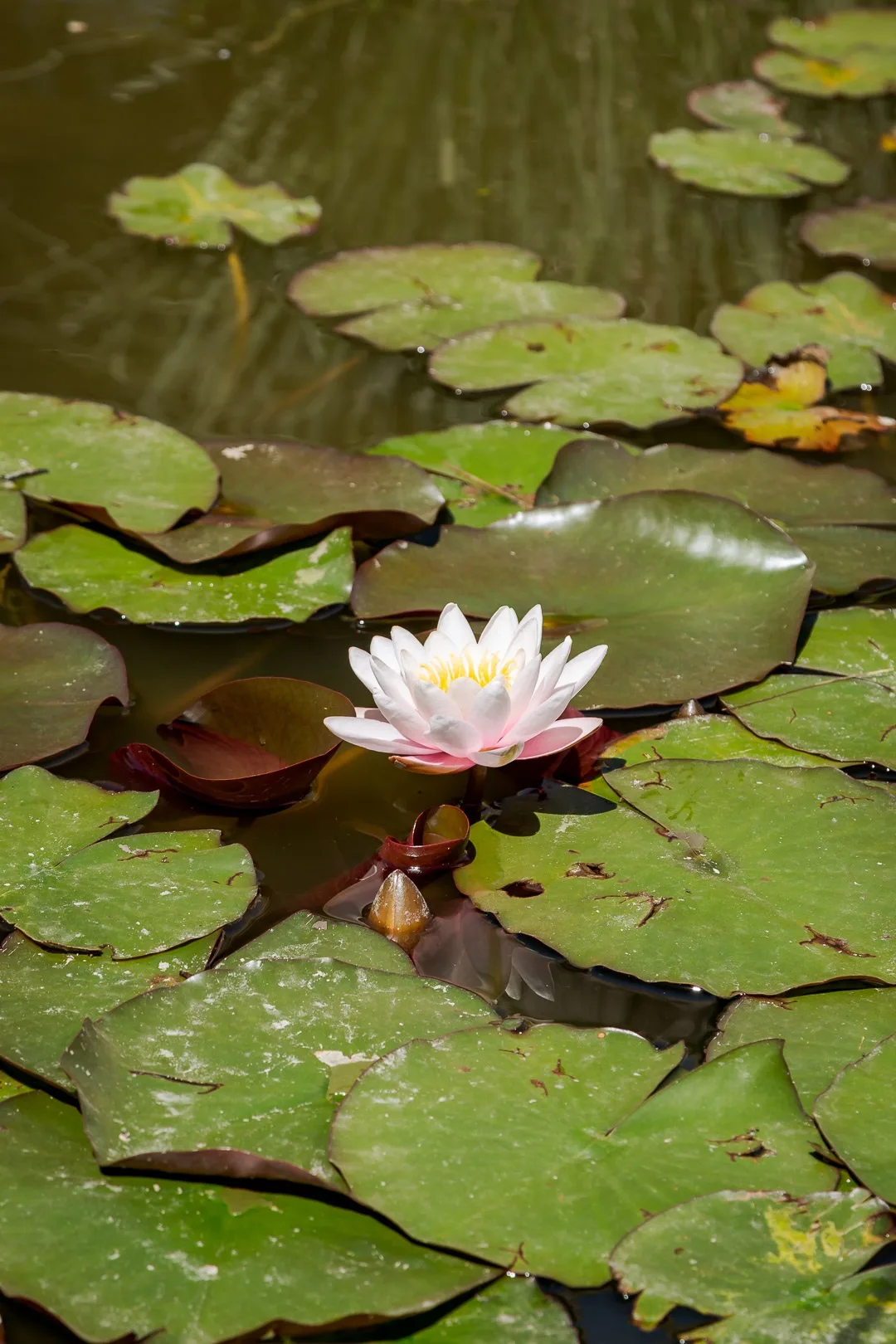 Flor de nenúfar blanca y rosada entre hojas flotantes en la laguna artificial